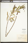 Salix interior by WV University Herbarium