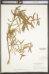 Salix interior by WV University Herbarium