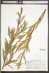 Salix interior by WV University Herbarium