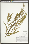 Salix interior by WV University Herbarium