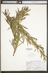 Salix interior by WV University Herbarium