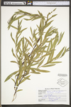 Salix interior by WV University Herbarium