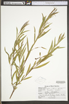 Salix interior by WV University Herbarium