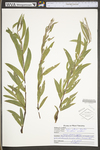 Salix interior by WV University Herbarium