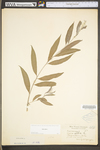 Salix alba by WV University Herbarium