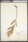 Salix alba by WV University Herbarium