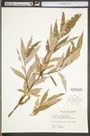 Salix alba by WV University Herbarium