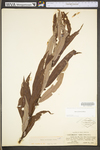 Salix caroliniana by WV University Herbarium