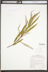 Salix caroliniana by WV University Herbarium