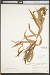 Salix caroliniana by WV University Herbarium