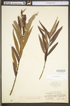 Salix caroliniana by WV University Herbarium