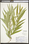 Salix caroliniana by WV University Herbarium