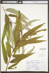 Salix caroliniana by WV University Herbarium