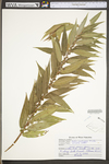 Salix caroliniana by WV University Herbarium