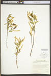 Salix caroliniana by WV University Herbarium