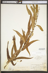 Salix caroliniana by WV University Herbarium