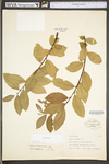 Salix cinerea by WV University Herbarium