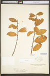 Salix cinerea by WV University Herbarium