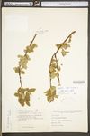 Salix cinerea by WV University Herbarium