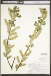 Salix cinerea by WV University Herbarium