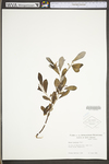 Salix discolor by WV University Herbarium