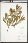 Salix discolor by WV University Herbarium