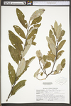 Salix discolor by WV University Herbarium