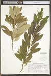 Salix discolor by WV University Herbarium