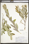 Salix discolor by WV University Herbarium