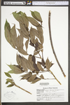 Salix lucida ssp. lucida by WV University Herbarium