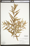 Salix nigra by WV University Herbarium