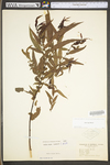 Salix nigra by WV University Herbarium