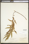 Salix nigra by WV University Herbarium