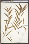 Salix nigra by WV University Herbarium