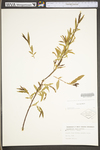 Salix nigra by WV University Herbarium