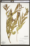 Salix nigra by WV University Herbarium