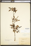 Salix nigra by WV University Herbarium