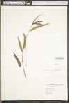Salix nigra by WV University Herbarium
