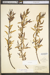 Salix nigra by WV University Herbarium