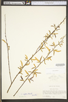 Salix nigra by WV University Herbarium