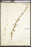 Salix nigra by WV University Herbarium