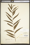 Salix nigra by WV University Herbarium