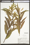 Salix nigra by WV University Herbarium