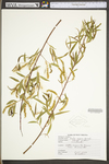 Salix nigra by WV University Herbarium