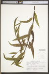 Salix nigra by WV University Herbarium