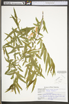 Salix nigra by WV University Herbarium