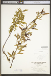 Salix nigra by WV University Herbarium