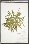 Salix nigra by WV University Herbarium