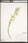 Salix nigra by WV University Herbarium