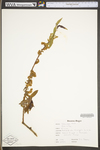 Salix nigra by WV University Herbarium